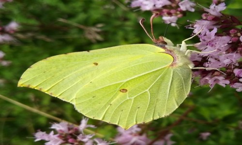 Zdjecie POLSKA / Wielkopolska / ka / Motyl