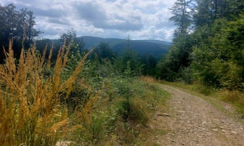 Zdjecie POLSKA / Beskidy / Palenica / Spacerek w Beskidach - widok ze zbocza Palenicy na Szyndzielni