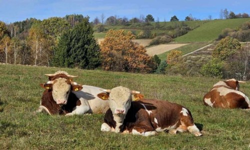 Zdjecie POLSKA / Bieszczady / Bezmiechowa / Koleanki z ki