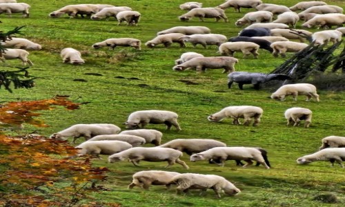 Zdjcie POLSKA / Mae Pieniny / okolice Szczawnicy / Jeszcze na hali