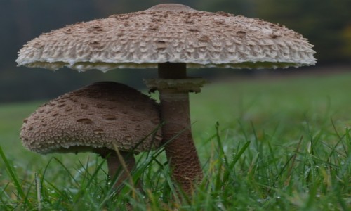 Zdjecie POLSKA / Zachodniopomorskie / Woliski Park Narodowy / Czubajka kania 