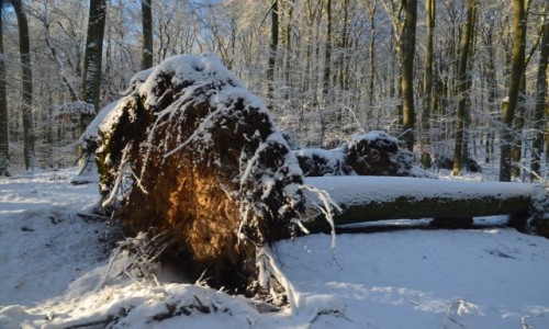 Zdjecie POLSKA / Zachodniopomorskie / Woliski Park Narodowy / Buczyna zim