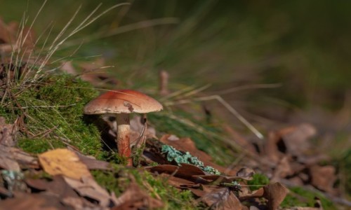 Zdjecie POLSKA / . / . / .