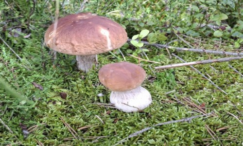 Zdjecie POLSKA / woj.warmińsko-mazurskie. / Iława. / Na spacerze.