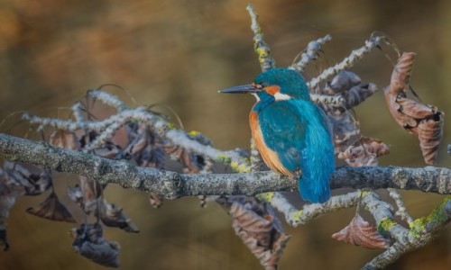 Zdjecie POLSKA / . / . / Zimorodek