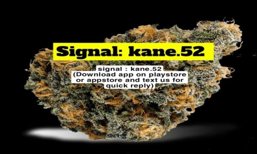 Zdjecie POLSKA / WROC�AW  / Wroc�aw  / Buy SHROOMS, xtc IN Poland (signal ID : KANE.52)