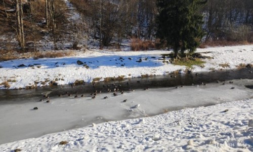 Zdjecie POLSKA / G�ry  / Wis�a  / Zima w Beskidach 