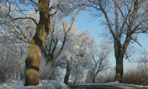 Zdjecie POLSKA / Pomorskie / Gdansk / Natura maluje