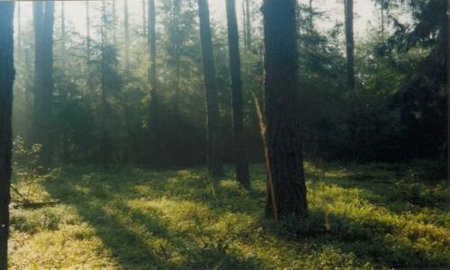 Zdjecie POLSKA / Podlasie / Puszcza Knyszyska / wit w puszczy