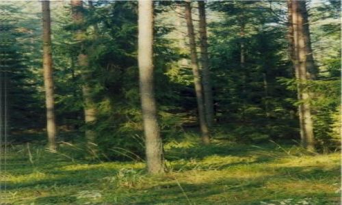 Zdjecie POLSKA / Podlasie / Puszcza Knyszyska / Drzewo