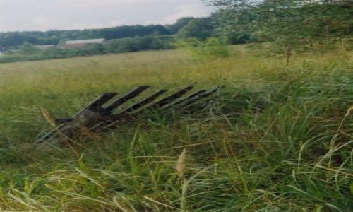 Zdjecie POLSKA / Podlasie / ka w Puszczy Knyszyskiej / Potek