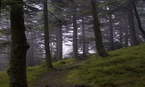 Zdjęcie POLSKA / beskid żywiecki / romanka / na szlaku