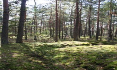 Zdjcie POLSKA / w drodze na mazury / jedwabno / transzeje