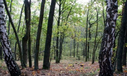 Zdjęcie POLSKA / puszcza kampinoska / Sieraków-Truskaw / jesień