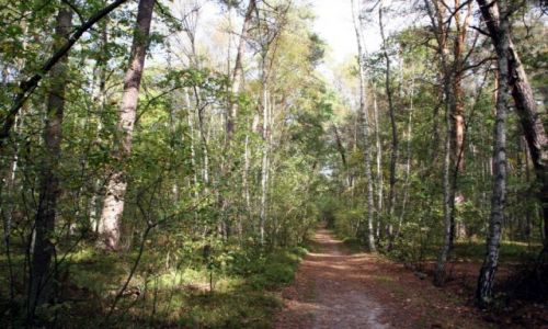 Zdjecie POLSKA / puszcza kampinoska / Sierakw-Truskaw / jesie
