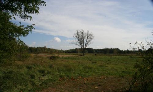 Zdjęcie POLSKA / puszcza kampinoska / Sieraków-Truskaw / jesień