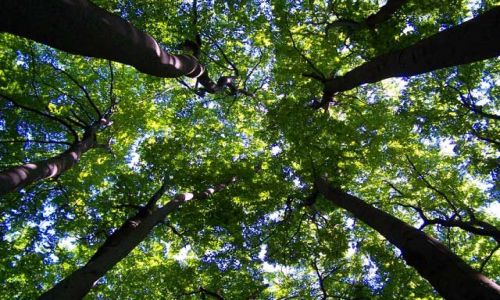 Zdjęcie POLSKA / brak / Segiet / Zeszły się Buki na naradę...