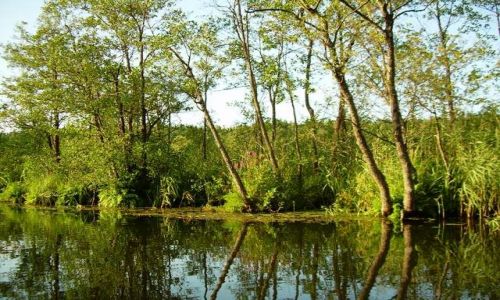 Zdjęcie POLSKA / Podlasie / Jezioro Rospuda / Rospuda 2