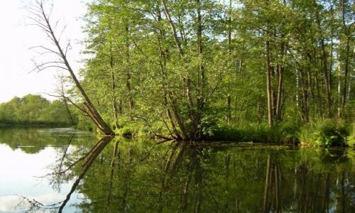 Zdjęcie POLSKA / Podlasie / Jezioro Rospuda / Rospuda 5