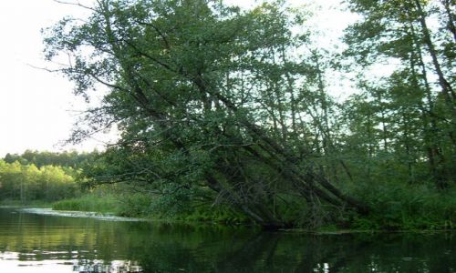 Zdjęcie POLSKA / Podlasie / Jezioro Rospuda / Rospuda 6