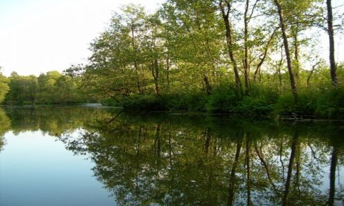 Zdjęcie POLSKA / Podlasie / Jezioro Rospuda / Rospuda 7