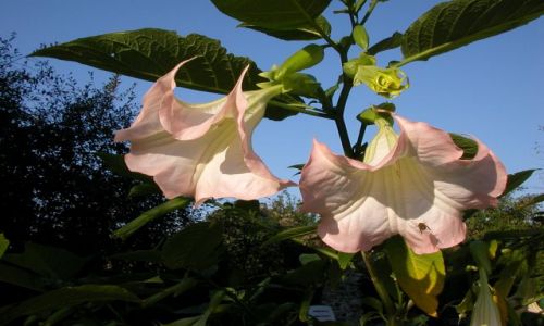 Zdjecie POLSKA / warszawa / ogród / datura