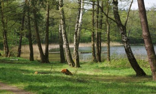 Zdjecie POLSKA / Mazury / Jez. Borowe / Wiosna nad Borowym