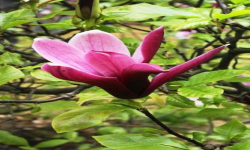 Zdjecie POLSKA / Mazowsze / Powsin / Magnolia