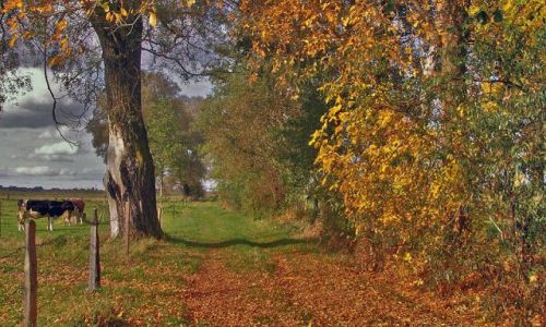 Zdjecie POLSKA / Podlasie / okolice TOPRKA / Podlasie 6