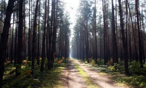 Zdjcie POLSKA / puszcza kozienicka / kiele Ryczywou / lesna droga