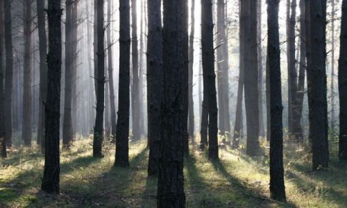 Zdjecie POLSKA / Podlasie / Kózki nad Bugiem / Podlasie 9