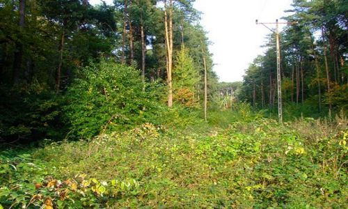 Zdjecie POLSKA / LAS / okolice Krapkowic / JESIE