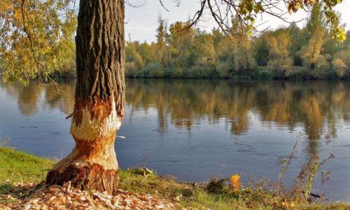 Zdjecie POLSKA / brak / Menin n.BUGIEM / Podlasie 01