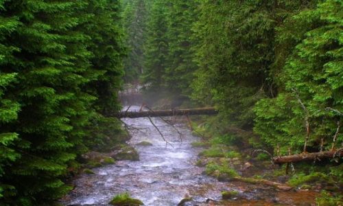 Zdjęcie POLSKA / TATRY / Zakopane i okolice / góry