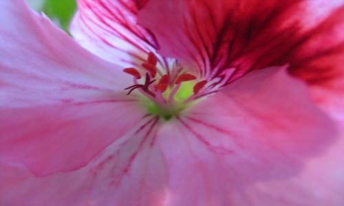 Zdjęcie POLSKA / Gdańsk / moje okno / Pelargonia Angielska