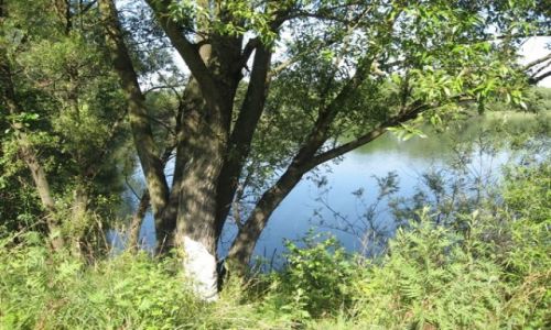 Zdjecie POLSKA / ślask Opolski / Krapkowice i okolice / lato i rower