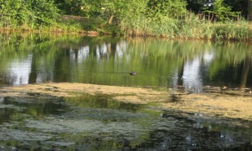 Zdjecie POLSKA / ślask Opolski / Krapkowice i okolice / lato i rower