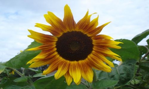 Zdjcie POLSKA / Mazowsze / Radom / Sonecznik  (Helianthus tuberosus )