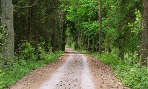 Zdjęcie POLSKA / brak / Lubliniec / Leśna droga