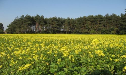 Zdjecie POLSKA / sląsk opolski / Krapkowice i okolice / jesienne wędrówki