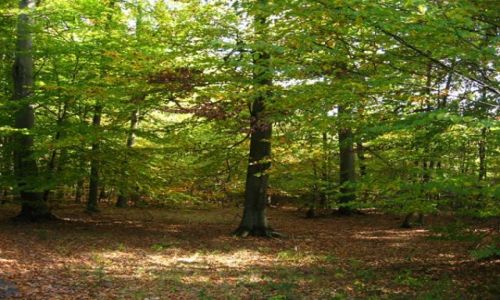 Zdjecie POLSKA / sląsk opolski / Krapkowice i okolice / jesienne wędrówki