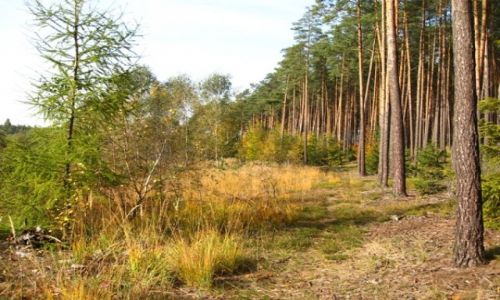 Zdjęcie POLSKA / sl±sk opolski / Krapkowice i okolice / jesienne wędrówki