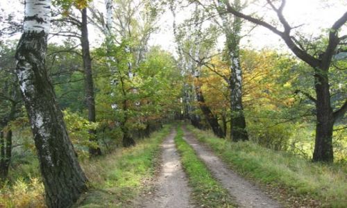 Zdjęcie POLSKA / sl±sk opolski / Krapkowice i okolice / jesienne wędrówki
