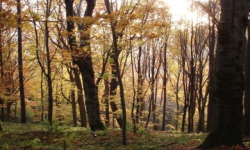 Zdjecie POLSKA / Beskid / Krynica / Krynica - widoki