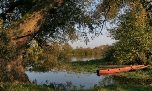 Zdjecie POLSKA / Podlasie / Miewice nad BUGIEM / ***