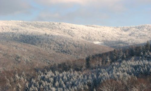 Zdjecie POLSKA / Beskid Mały / Kocierz 879 m n.p.m / las