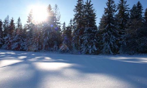 Zdjecie POLSKA / Tatry / Czerwienne k/Zakopanego (Bachledwka) / Polska Zima