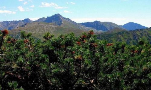Zdjecie POLSKA / brak / Tatry - Wyżnia Kondracka Przełęcz / Świnica