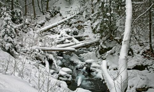 Zdjęcie POLSKA / TATRY / POTOK OLCZYSKI /DOLINA OLCZYSKA/ / ZIMOWY POTOK