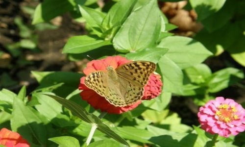 Zdjecie POLSKA / małopolska / k-ów ogród botaniczny / motylek